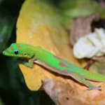 gecko clud