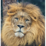 lion squad fan club