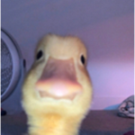 Ducky's Elevator