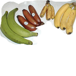 Banana Battle