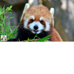 #red panda squad 1