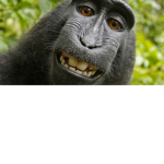 Monkey OO AA