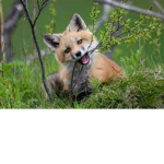xThexFoxesx