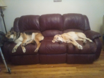 Dogs from James bond