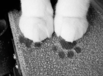 pawsheenn