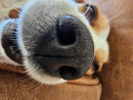 Love the puppy