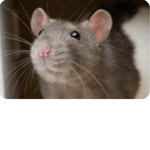 That one rat group