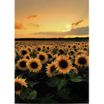 sunflower Queen1123