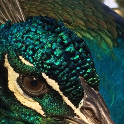 🦚