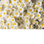 -Daisiess-