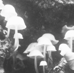 mushroom master