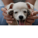 Cute puppy squad!