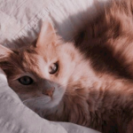 Cozy kitty club!