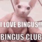Bingus Fan Club/Cult