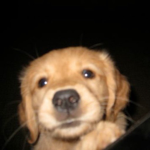 pup.gov