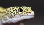 gecko military