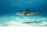 Sharky studios.