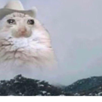 Sad Crying Cats