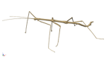 Stickbug fan club!