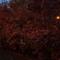 🍂