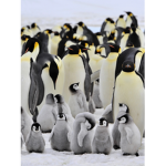 The Penguin Huddle