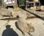 カピバラ族