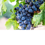 grape.com