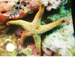 Sea star fam