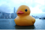 #QUACKSQUADD