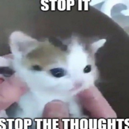 Annoying cats Town