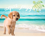 Aqua puppies