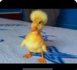 Epic duck sentry