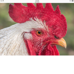Do you like Chickens?