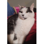 My cat Johnny