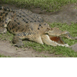 the crocodiles of Panama Canal