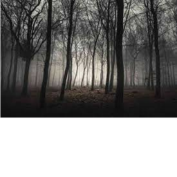 Frightening Forest
