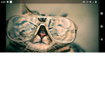 _Animal Gang_