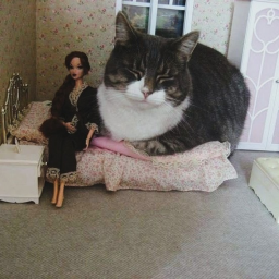 ᓚᘏᗢ