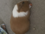 yoda the baby