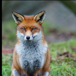 Grupo do JubiraFox