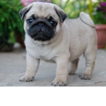 The Adorable Pug Squad