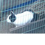 NLbunny