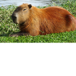 CAPYBARA SQUAD + THE RATS