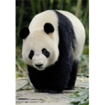Panda Big