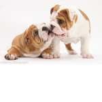 Puppylovergroup