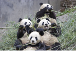 The_Talking_Panda's
