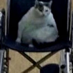 Ty’s Poggers Land