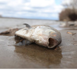 dead fish fan club