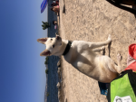 Doggies127