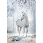 Horse Humans
